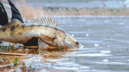 Zander in the hand of an angler. Catch and release.