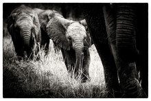 An Elephant Calf, Loxodonta Africana, Follows Its Mother Through Grass, Alert, Elephants In The Background, In Black And White.