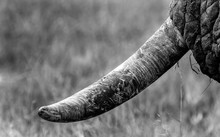A Close Up Of An Elephants Tusk, Loxodonta Africana, With Mud And Scratches