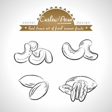 Pecan, Cashew Nut. Hand Drawn Collection Of Vector Sketch Detailed Fresh Fruits. Isolated	