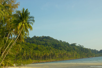 Wall Mural - palms on sea background