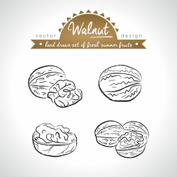 Walnut. Hand drawn collection of vector sketch detailed fresh fruits. Isolated	