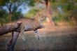 © Mint Images - Leopard lying on broken tree branch