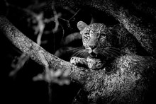 Portrait Of Leopard Cub Sitting On Tree Branch
