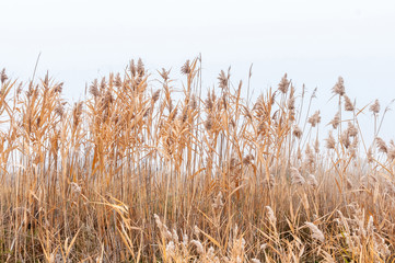 Naklejka na meble Reeds yellow and dry in the mist of an autumn day, panorama