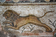 Lion Mosaic In Paphos Archaeological Park, Cyprus