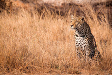 A Leopard, Panthera Pardus, Sits In Tall Dry Yellow Grass Looking Around, Ears Facing Forward