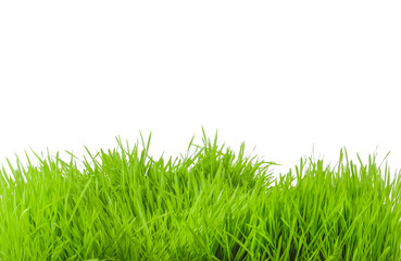 fresh green grass isolated on white background