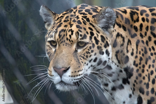 Zdjęcie XXL Strzał w głowę jaguara z pięknymi białymi wąsami i piękny