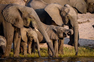 Wall Mural - Elefanten Herde mit Jungtieren trinkt am Chobe Fluss in Botswana