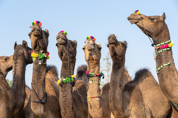 Wall Mural - Camels in desert Thar during Pushkar Camel Fair, Rajasthan, India