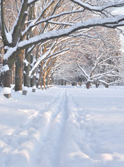 Wall Mural - Ski track in the park.