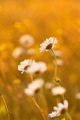 Wall Mural - Sunset light on the field with daisy flower