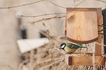 Wall Mural - Bird feeder and birds in winter