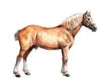 Draft Horse Illustration. Horse Portrait. Watercolor Painting.	