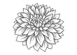 Hand drawn Dahlia flower. Vector illustration - Vector