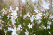 Natur- und Artenschutz bei Architektur von Garten und Landschaft: Biene beim Sammeln von Nektar in den Blüten der Prachtkerze - eine Staude mit dünnen Stiele und filigranen, rosa-weißen Blütenrispen