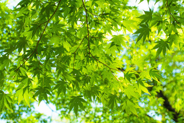 green maple leaf background, shade, light and shadow
