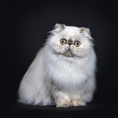 Cute fluffy tabby point Persian cat / kitten sitting facing front. Looking at camera with big round eyes. Isolated on black background.