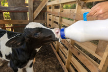 Newborn Calf Being Bottle Fed