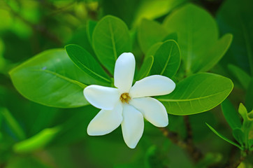 Wall Mural - White fragrant tiare flower (Gardenia taitensis) growing on a plant in Bora Bora, French Polynesia 