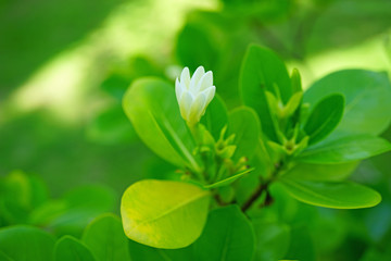 Wall Mural - White fragrant tiare flower (Gardenia taitensis) growing on a plant in Bora Bora, French Polynesia 