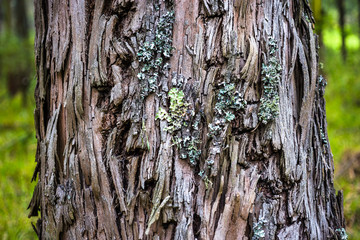 Eucalyptus trees