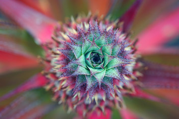 Wall Mural - Pineapple (Ananas Comosus) growing on a tropical bromeliad plant with pink leaves in Moorea, French Polynesia