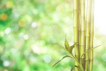 Poster - Many bamboo stalks on white background