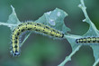 Raupe Großer Kohlweißling, Pieris brassicae, auf einem zerfressenen Blatt einer Rapspflanze