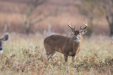 Canvas Print - White-tailed deer buck in open meadow