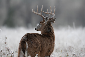 white-tailed deer buck in frost covered field