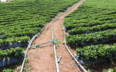 Strawberry Field