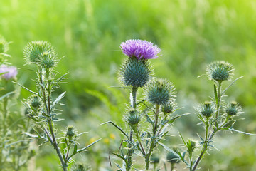 Cirsium vulgare, Spear thistle, Bull thistle, Common thistle, short lived thistle plant with spine tipped winged stems and leaves, pink purple flower heads