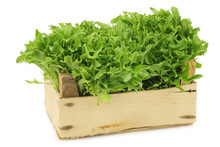Freshly Harvested Green Curly  Lettuce In A Wooden Crate On A White Background