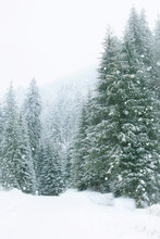 Snowy Fir Trees In Winter Forest Background