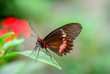 Fototapeta Zwierzęta - Closeup   beautiful butterfly sitting on flower