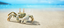 Seychelles Crab On The Ocean Coast. Tropical Island