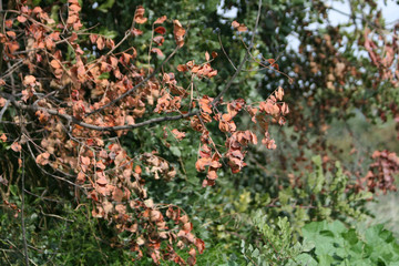 Tree branch with dry leaves