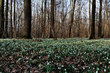 blooming, earth, forest, march, snowdrop, spring, blooming, earth, forest, march, snowdrop, spring, weather, fresh, natural, wildlife, botanical, detail, green, leaves, spring, scenic, wood