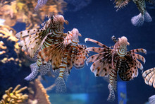 Exotic Lionfish Swim In An Aquarium