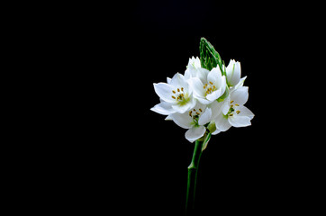 Fresh white ornithogalum or star of Bethlehem flower shot in a studio isolated on a black background