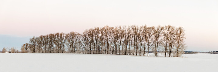 Winter landscape. A row of bare trees among a snowy field in the gentle rays of the rising sun.