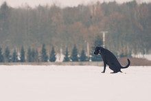 Amstaff Large Black Dog Pissing On A Snowy Meadow.