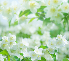 Wall Mural - Spring natural  background with bright blooming jasmine. Spring floral background