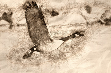 Canvas Print - Sketch of a Canada Goose Taking Off From a River