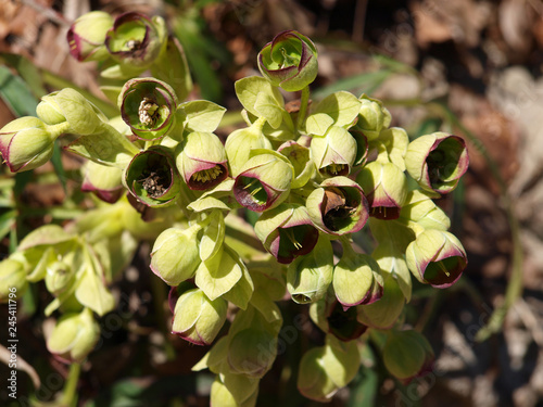 Helleborus Foetidus Hellébore Fétide Ou Pied De Griffon Au