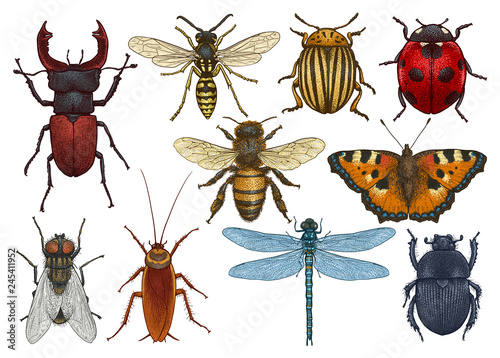 Cuadros en Lienzo Insect illustration, drawing, engraving, ink, line art, vector
