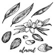 Almonds sketch illustrations. Vector Hand drawn illustrations isolated on white background.