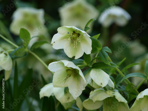 Helleborus Orientalis Gros Plan Sur Une Fleur De Rose De